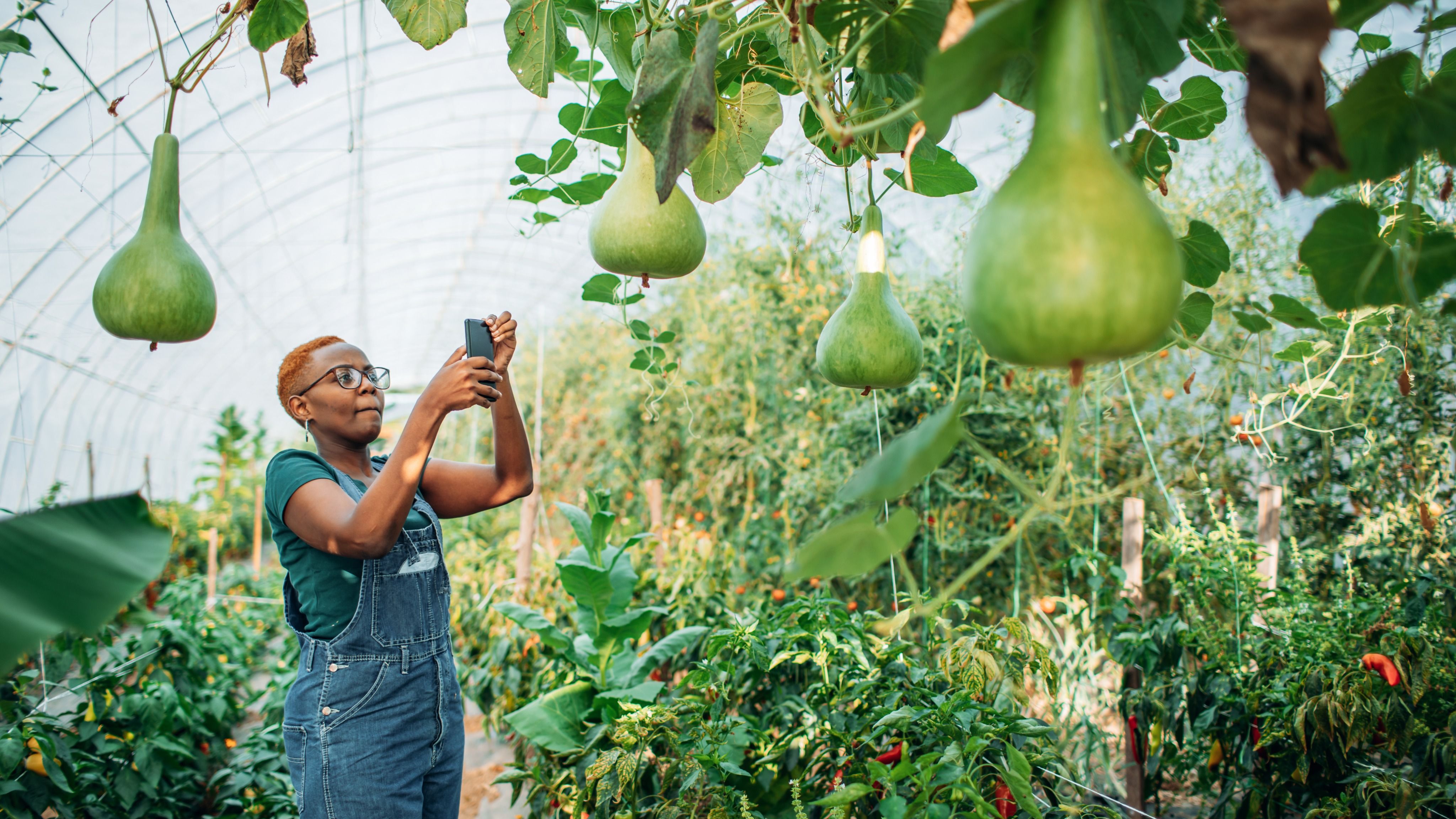 Contribution of ICTs in strengthening the Agricultural Sector